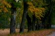 _IMG8617 copy.jpg